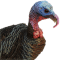 Wild Turkey